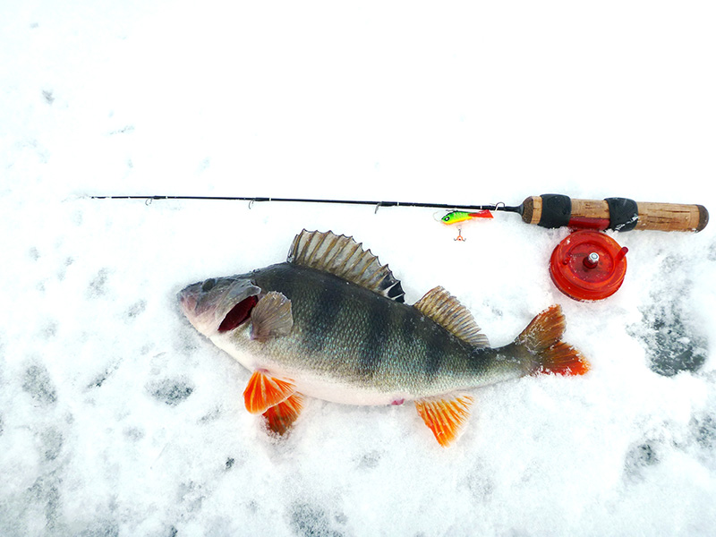 Зимние удочки для блеснения Lucky John C-Tech Perch, Team Salmo