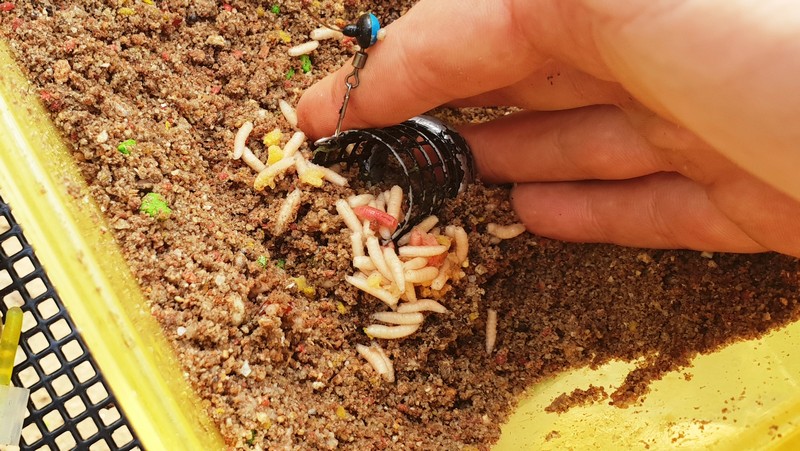 Использование опарыша в качестве прикормки