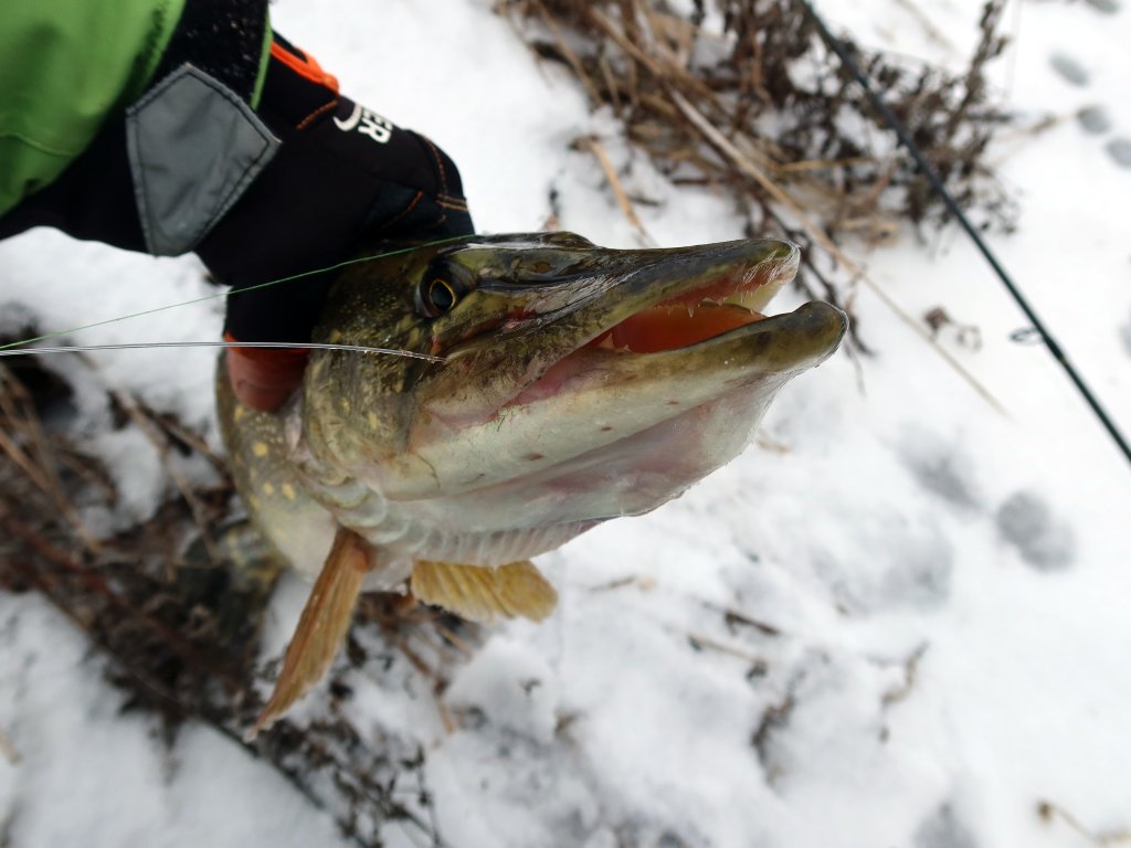 Влияние давления на клев рыбы зимой