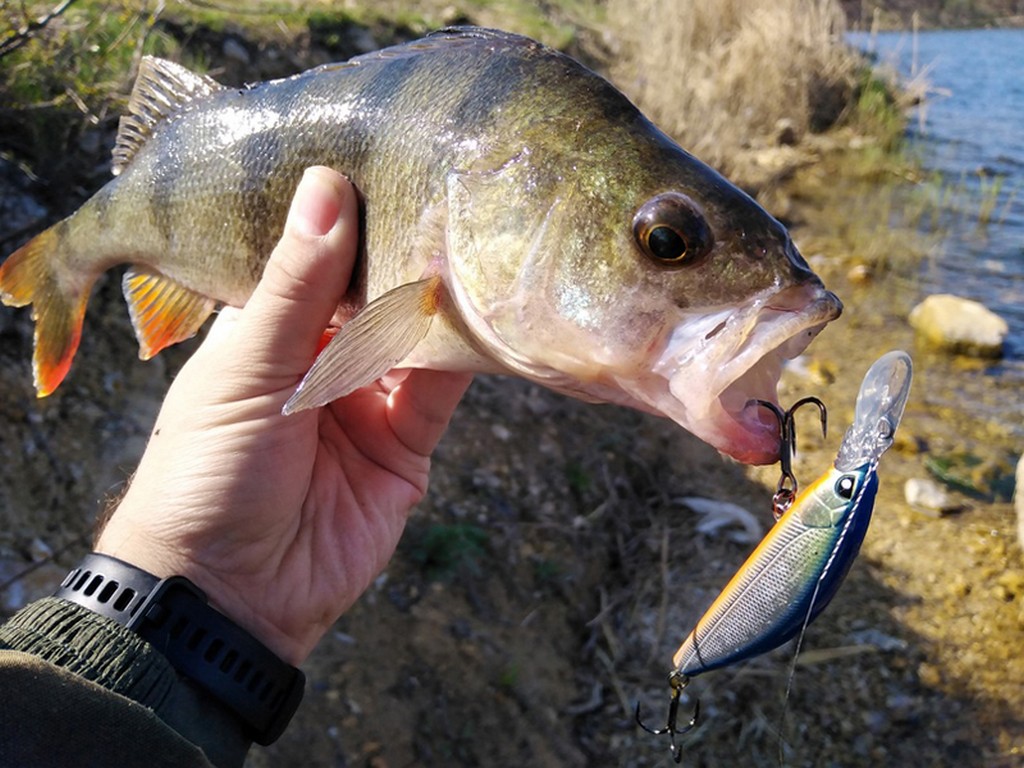 Открытие сезона: Lucky John Silver Shiner