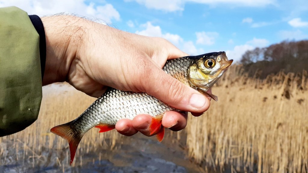 Краснопёрка в руке на фоне водоёма Краснопёрка в руке на фоне водоёма