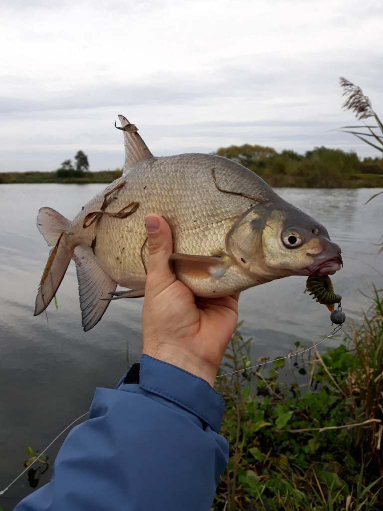 Наживки для ловли хищных рыб осенью